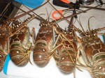 lobX5.jpg